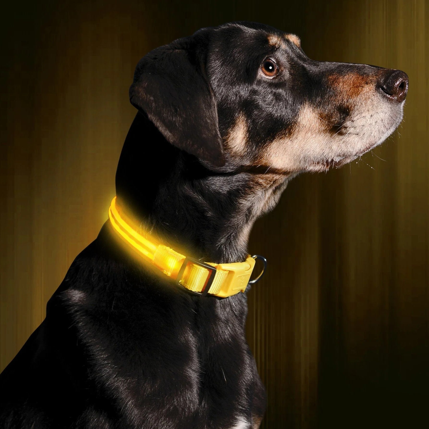 Glow-Halsband für Hunde | LED-Hundehalsband | GlowHund